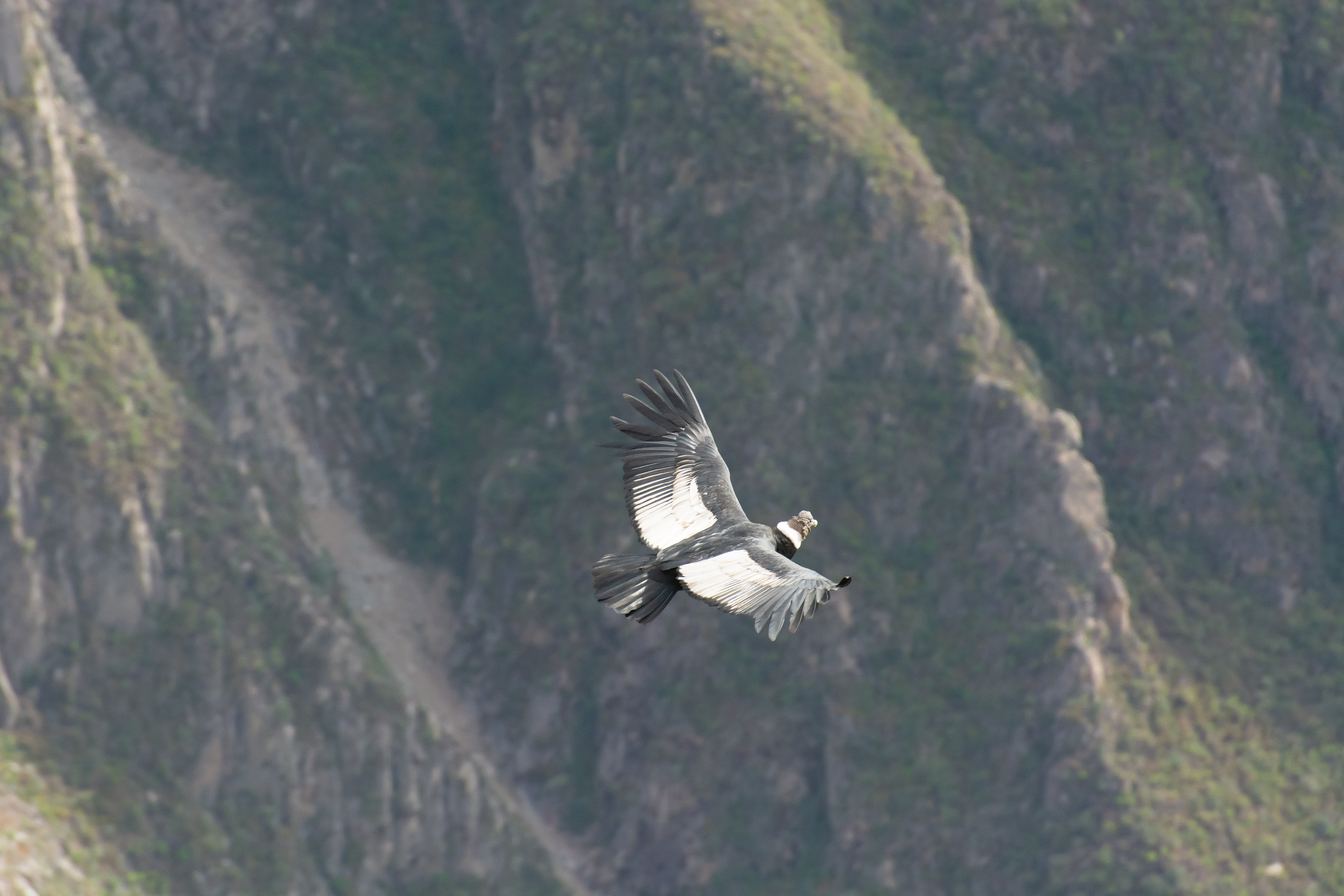Condor du Colca