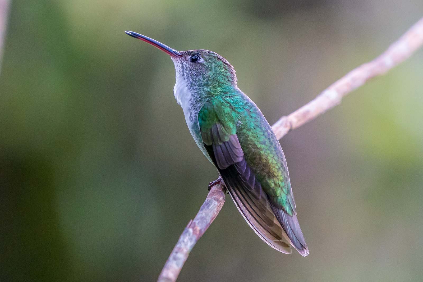 Colibri