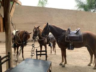 Paso horse