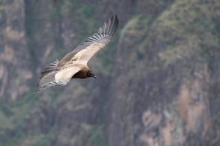 Condors