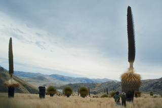 Puya Raimondii