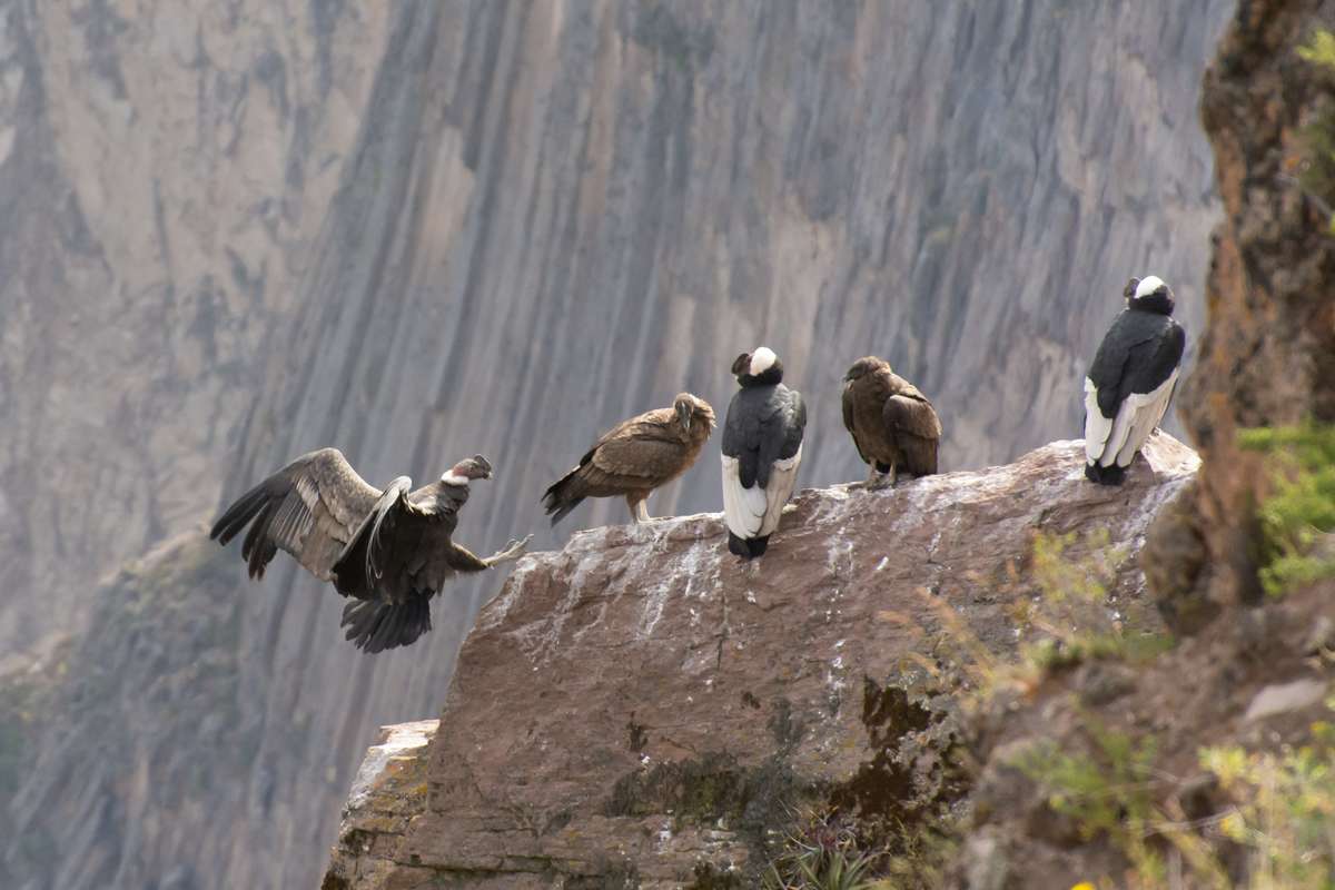 Condors and the Road to Titicaca